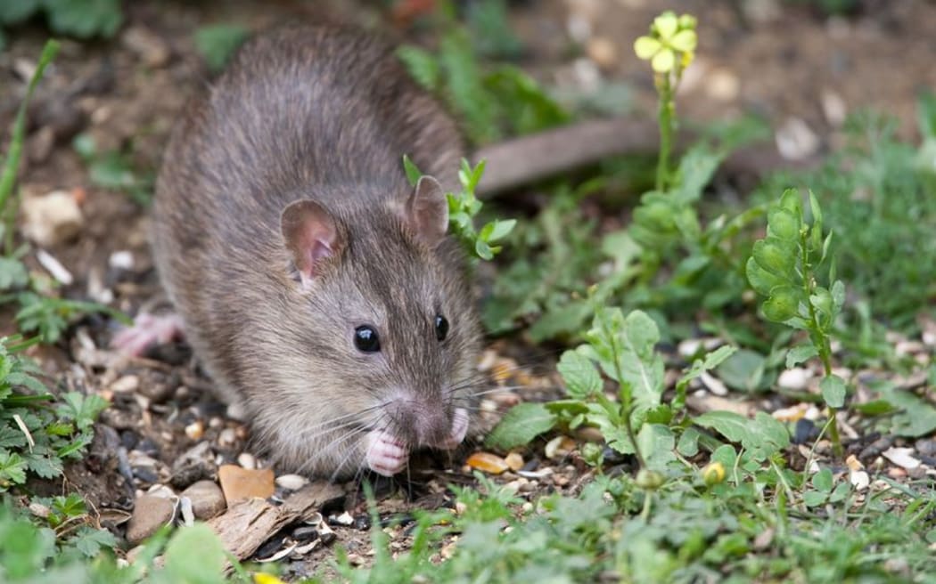 When beech trees flower and produce large amounts of seed it provides food for pests such as rats.