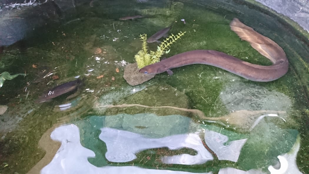 Eel McPherson.