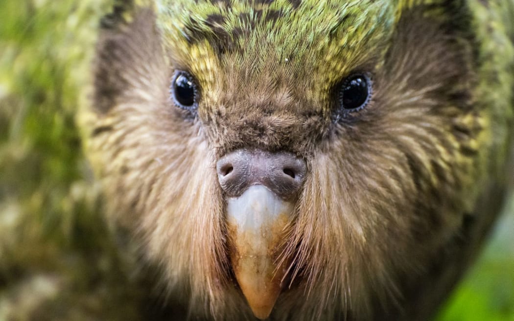 The scientific name for kākāpō means 'owl face - soft feathered' (Strigops habroptilus).