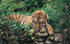 Sumatran tiger Rokan.
