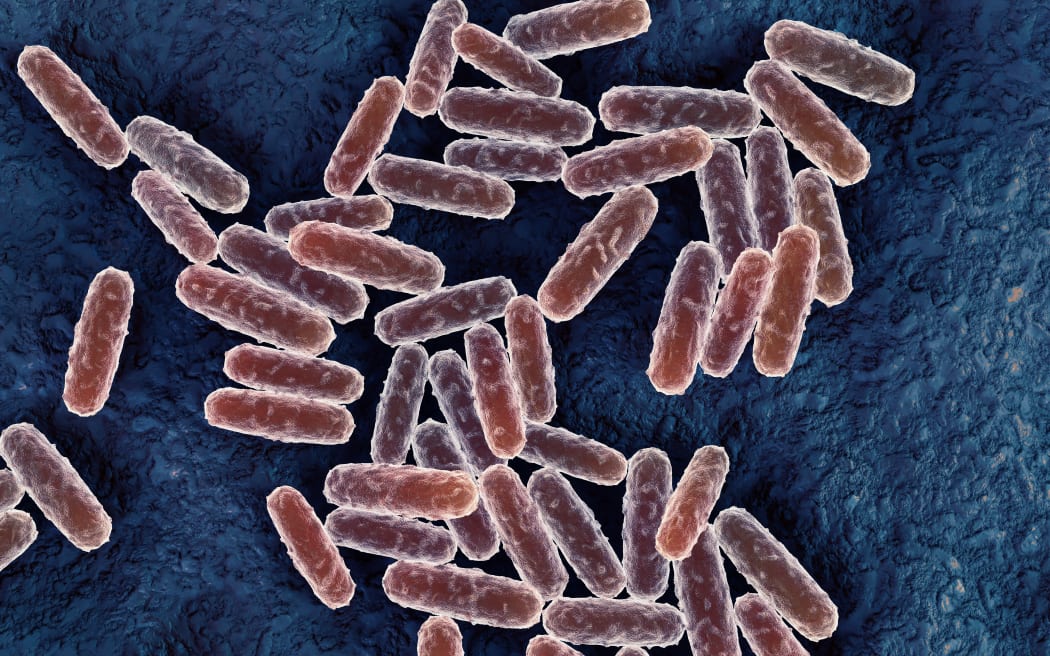 3d illustration of plague bacteria (Yersinia pestis). These are Gram negative non-motile bacilli (rod-shaped bacteria). Y. pestis causes bubonic plague, thought to be the Black Death of Europe in the mid-14th century, and also the Great Plague of London in 1664-1665. The bacteria are spread to humans by bites from infected fleas carried on rats. Infection is rapid, causing swollen lymph nodes and leading to septicaemia, which is always fatal, and pulmonary infection, which can be fatal within a day. Prompt treatment with antibiotics can effect a cure. (Photo by ROGER HARRIS/SCIENCE PHOTO LIBRA / RHR / Science Photo Library via AFP)