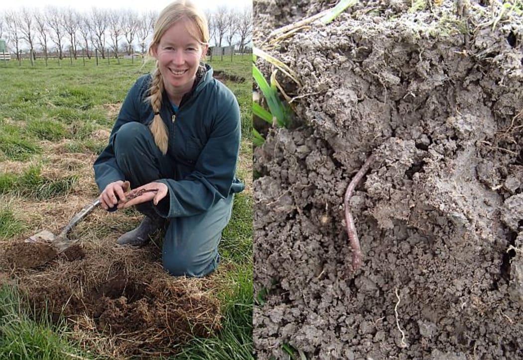 Nicole Schon holding earthworms collected from a breeding plot that has had extra organic material, in the form of hay, added to the ground to encourage the worms to breed.