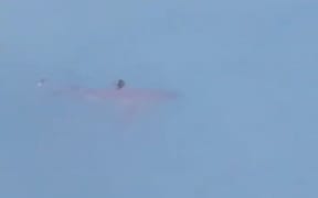 Great white shark in Taranaki