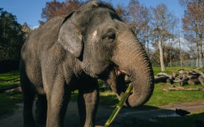 Burma eating bamboo.