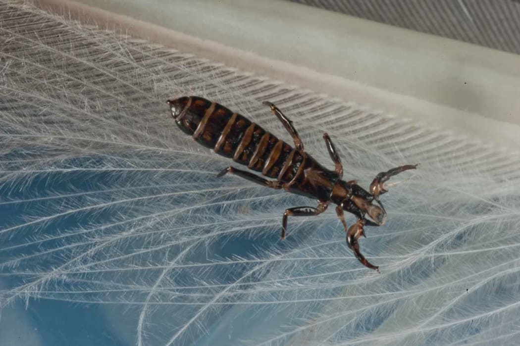 The Feather Louse