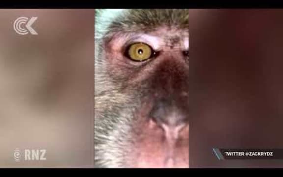 Selfie photos incriminate phone-pinching monkey