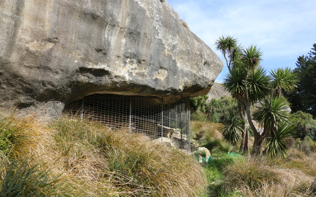 A floor to ceiling cage protects the rock art drawings