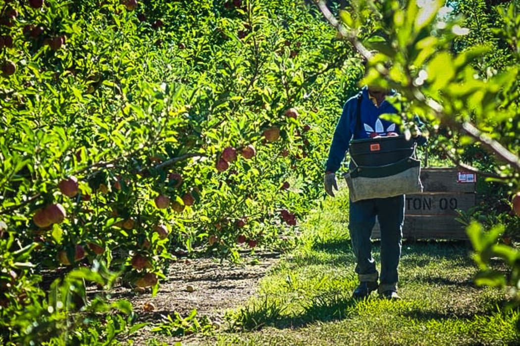 RSE worker in a Hawke's Bay orchard.