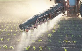 Tractor spreading fertiliser on corn crop
