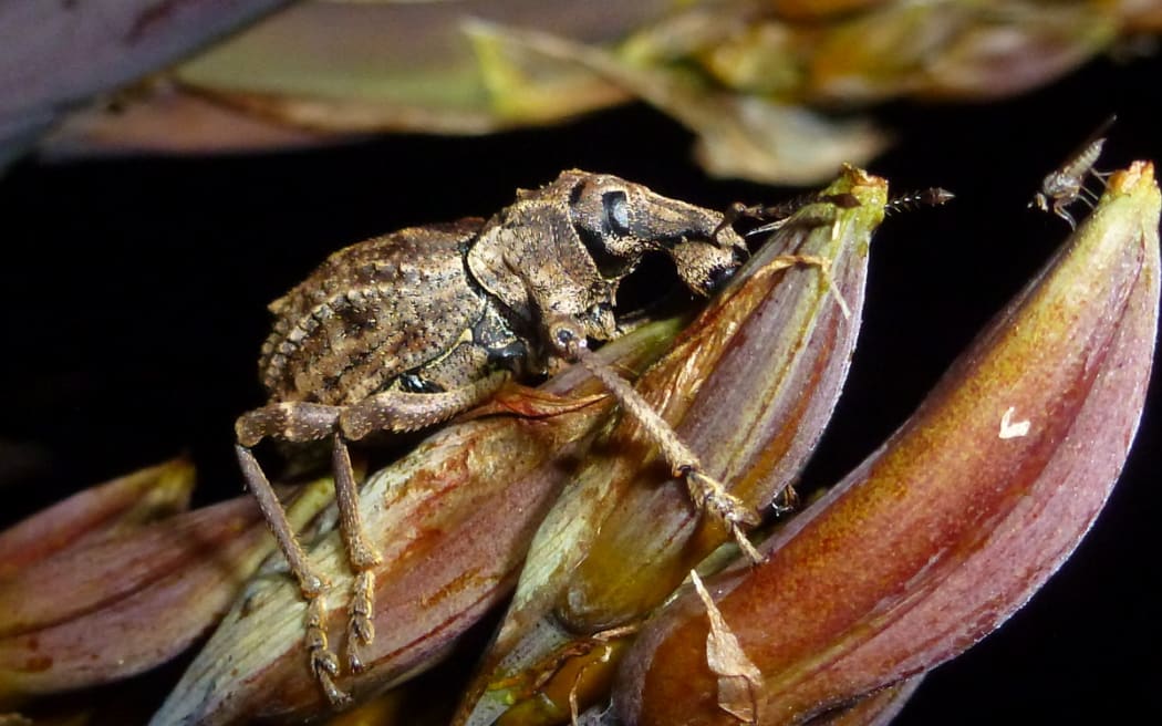 Flax Weevil on a flax flower