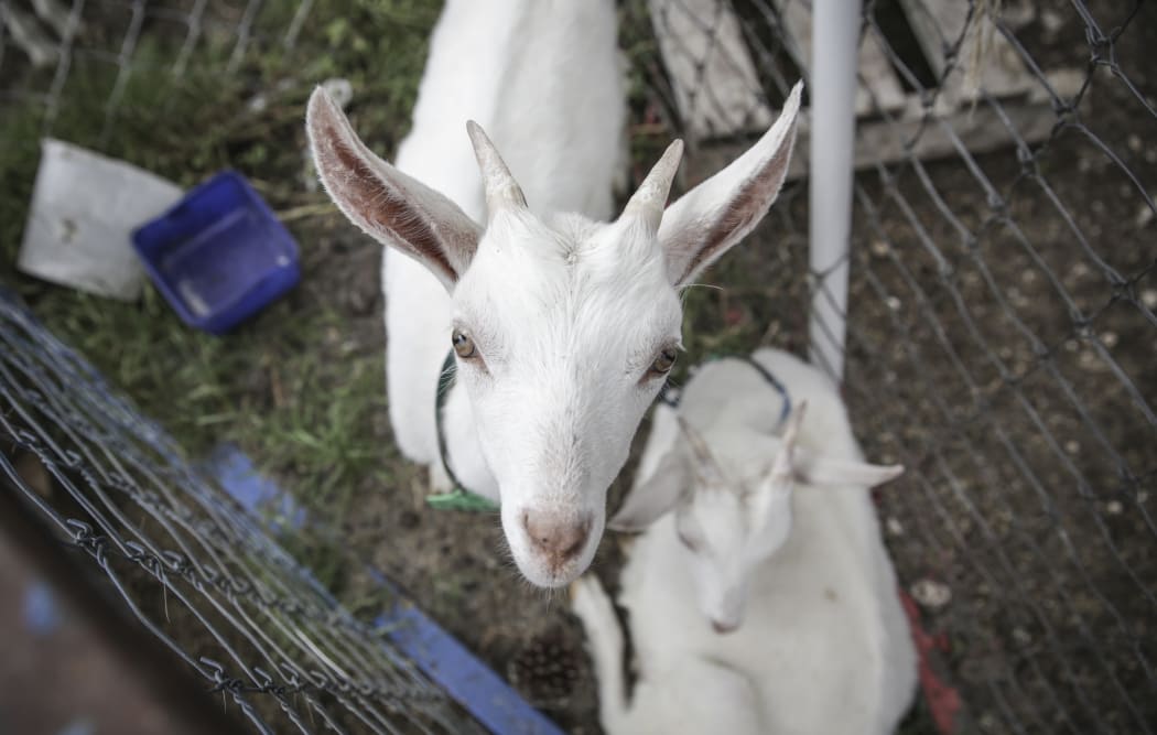 Goats from the farm of Kaikoura Cheese.