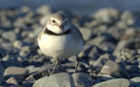 Wrybills are the only species in the world with a bill that bends to the side. There are just 5000 or so wrybills and their numbers are declining.