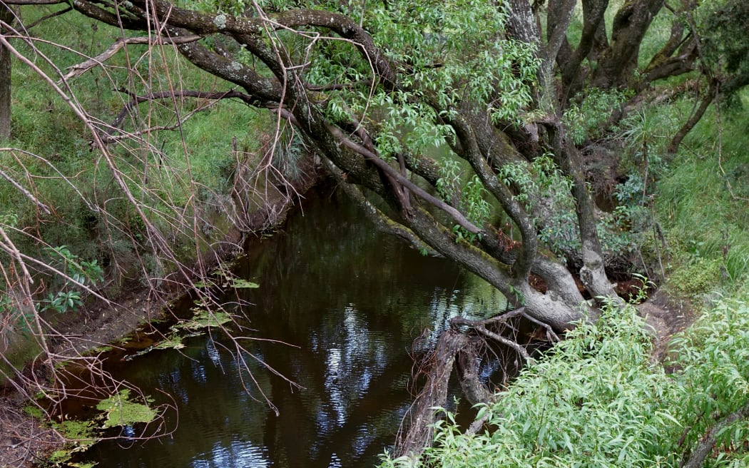 The Wainuioru River has problems with sediment as trees are slowing the river flow.