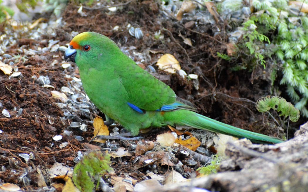 A close up shot of an orange fronted parakeet on the forest floor. It is a green bird with a small orange strip above its beak and a few blue feathers at the end of its wings.