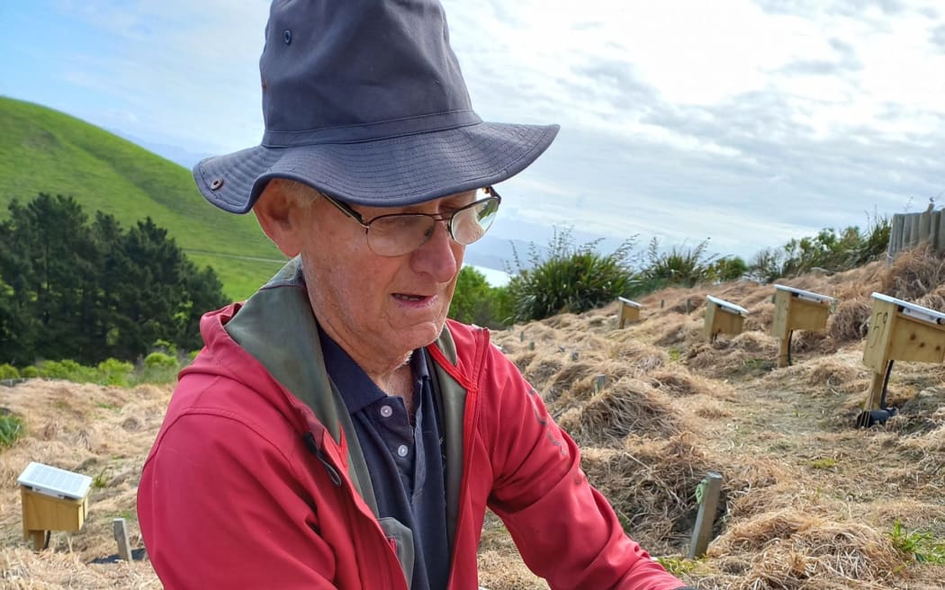 Ted Howard checks up on a Hutton’s shearwater chick in the Te Rae o Atiu colony on the Kaikōura Peninsula.