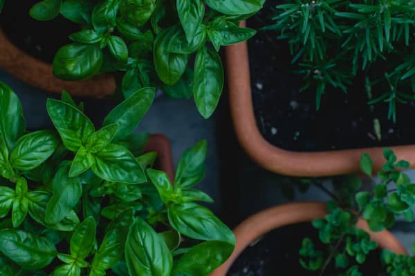 Many swear by gardening as a mood booster - does the evidence back this ...