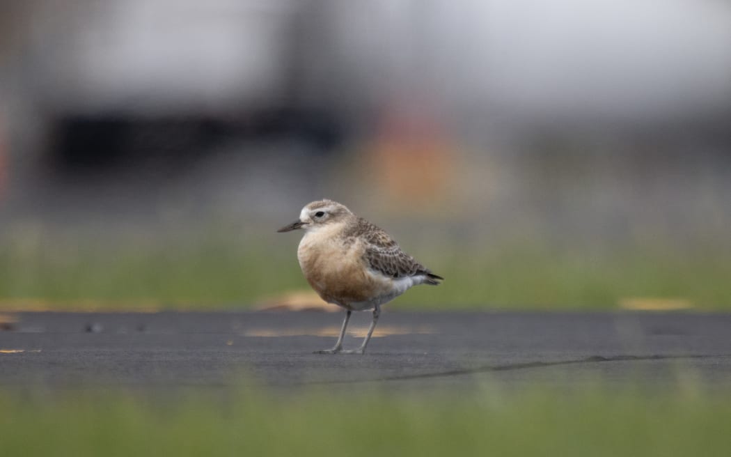 A tūturiwhatu New Zealand Dotterel walks along a runway at Auckland airport.