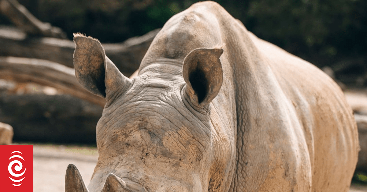 Auckland Zoo euthanises elderly rhino
