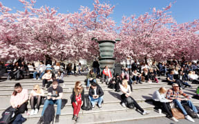 Crowds enjoying the spring cherry blossoms in Stockholm's Kungstradgarden park.