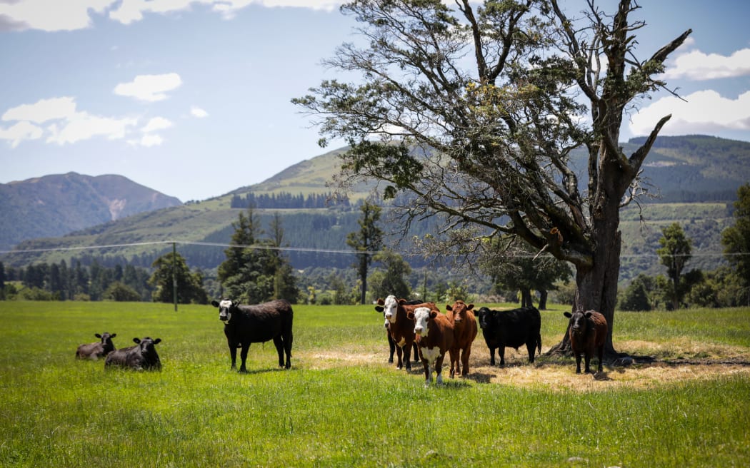 Canterbury region farms