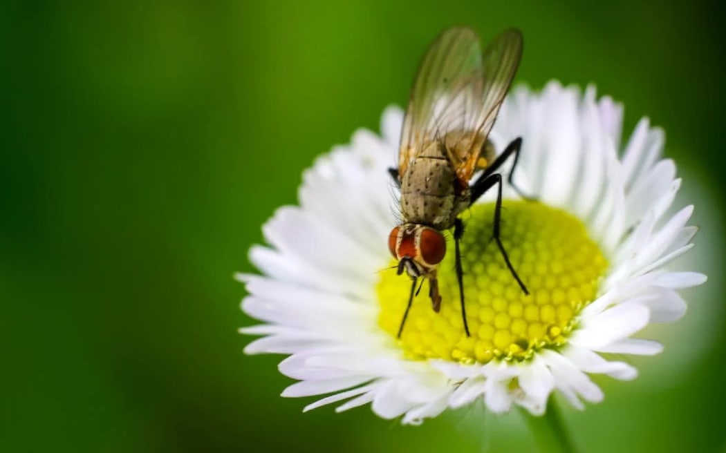 A fly on a flower.