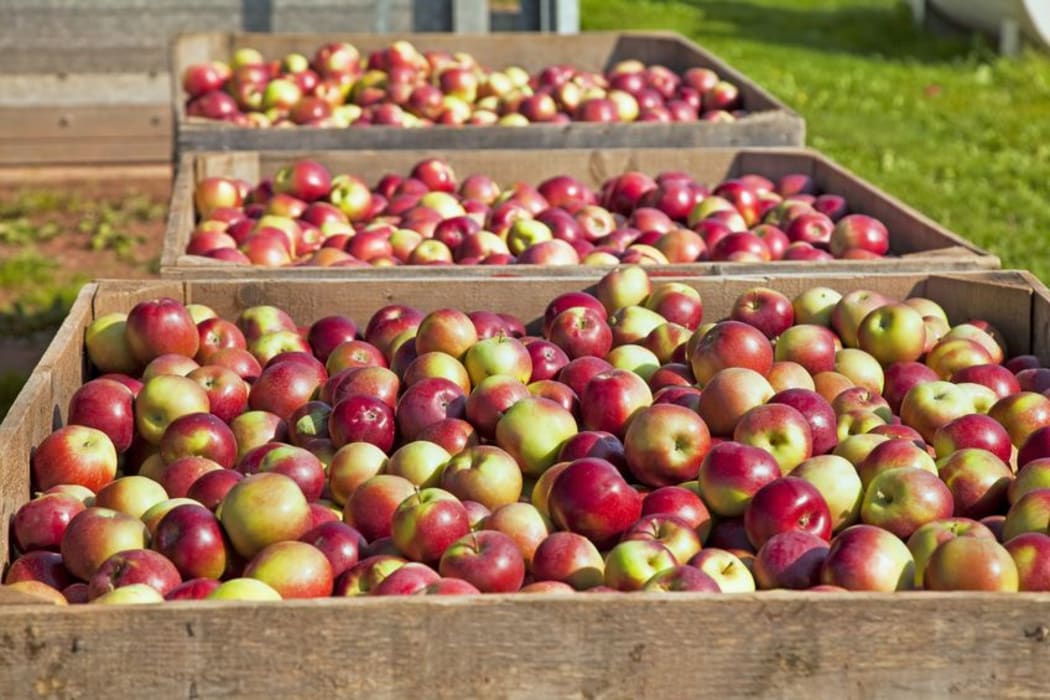 apples in bins