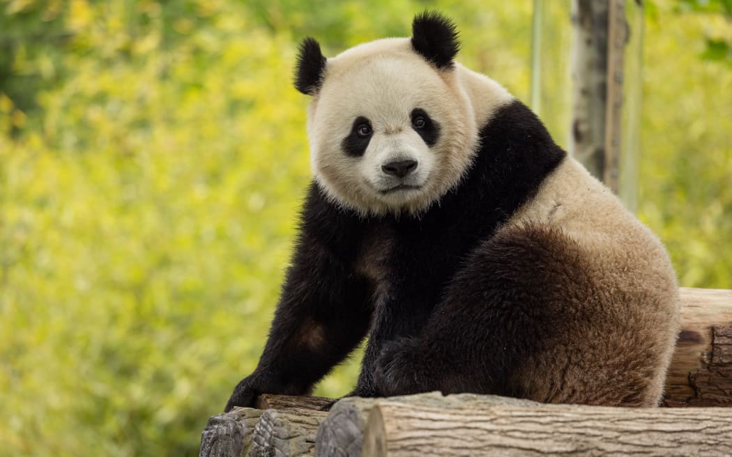 This May 16, 2024 handout photo obtained on May 29, 2024 courtesy of Smithsonian’s National Zoo and Conservation Biology Institute shows two-year-old giant panda Bao Li in his habitat at Shenshuping Base in Wolong, China. - Beijing is set to return giant pandas to the National Zoo in US capital Washington by the end of the year, First Lady Jill Biden and officials announced on May 29, 2024. China will send a new pair called Bao Li and Qing Bao under a 10-year breeding and research agreement, the zoo said in a statement, hailing a "historic moment" that demonstrated the benefits of its partnership with Beijing. (Photo by Roshan PATEL / Smithsonian's National Zoo and Conservation Biology Institute / AFP) / RESTRICTED TO EDITORIAL USE - MANDATORY CREDIT "AFP PHOTO / ROSHAN PATEL, SMITHSONIAN'S NATIONAL ZOO AND CONSERVATION BIOLOGY INSTITUTE" - NO MARKETING NO ADVERTISING CAMPAIGNS - DISTRIBUTED AS A SERVICE TO CLIENTS