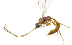 Malfoy's wasp