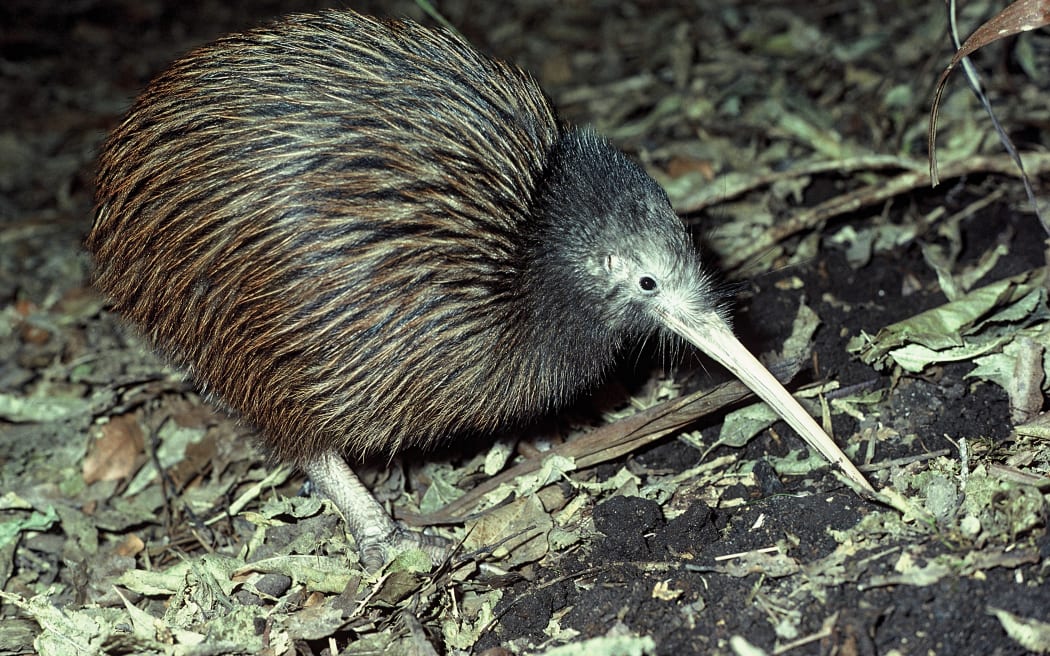 North Island Brown Kiwi
