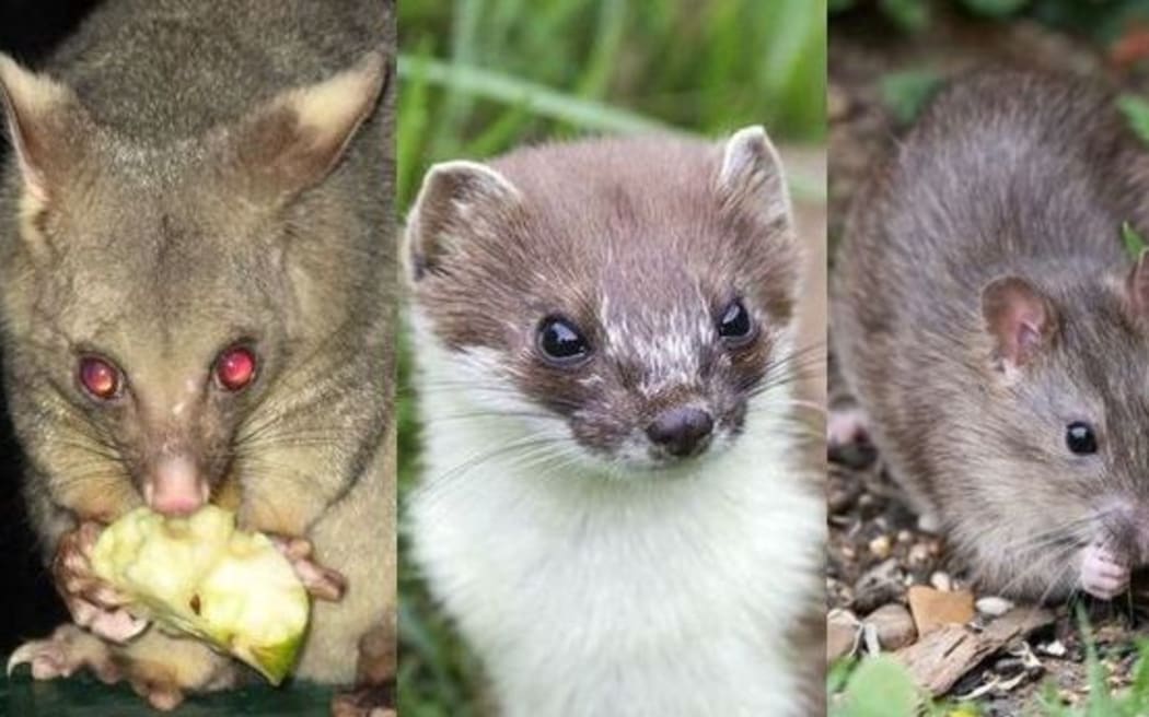 The government announced it's aiming to make New Zealand predator free by 2050.