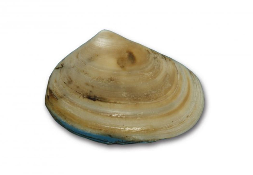 Tuatua, found around the country, are protected with legal limits on their capture, depending on their location.