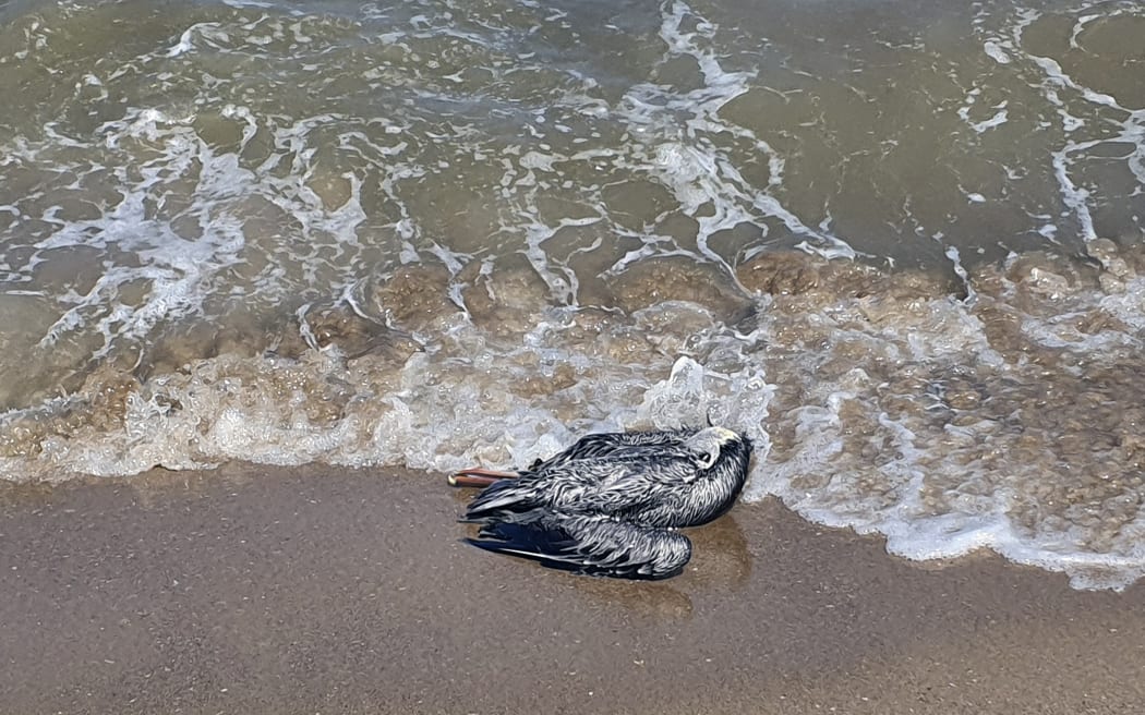 Handout picture released on December 3, 2022 by the Mayor of Puerto Piritu press office showing a pelican suspected to have died from H5N1 avian influenza, at Puerto Piritu Lagoon in Anzoategui state, Venezuela. Venezuela declared a 90-day health alert in five coastal states after detecting for the first time in the country cases of AH5N1 avian influenza in pelicans, the government announced on the eve.