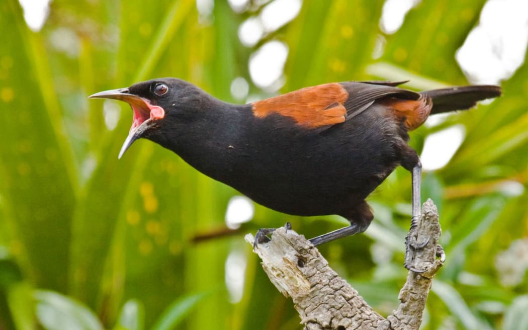 Auckland Zoo has relocated 10 wild saddlebacks from Tiritiri Matangi Island, to be on display at the zoo's Te Wao Nui forest aviary.