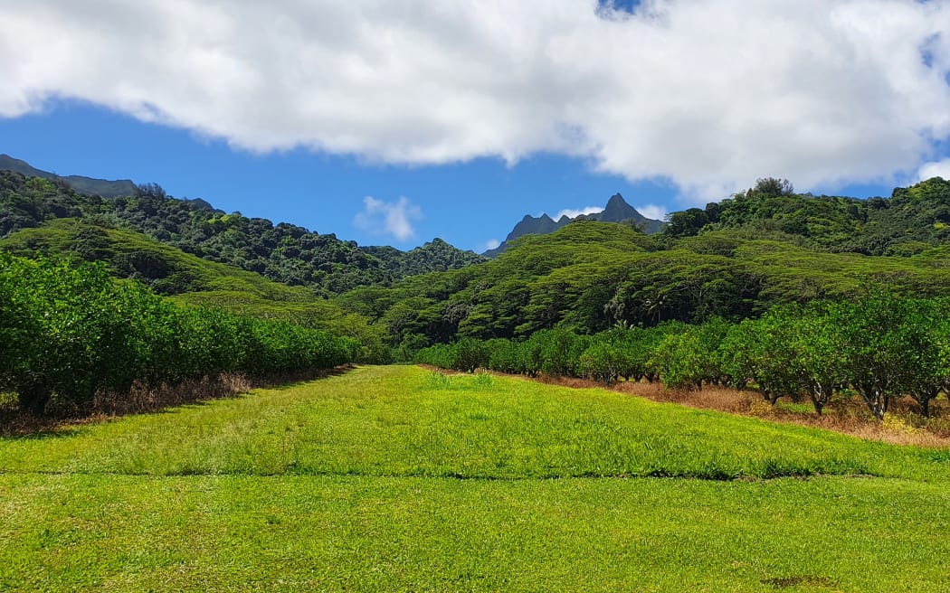 A view of a lush green valley. In the foreground is some grass and some trees planted in neat rows, in the background is green bush rising up to high peaks.
