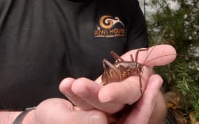 Picture of man holding a giant weta.