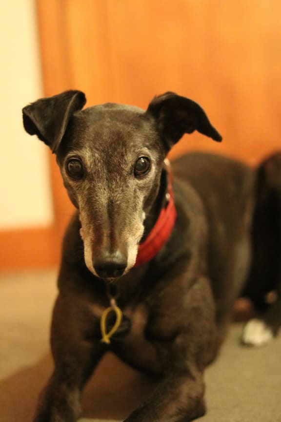 Lucy is a retired race dog