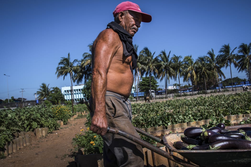 A farmer works at a suburban agriculture farm in Cerro Municipality in Havana, 2017.