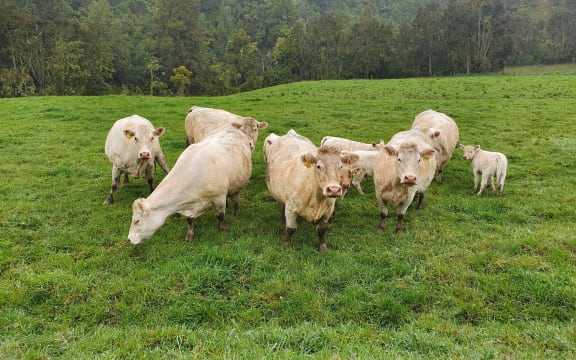 Charolais cattle in lush spring pasture in Manawatu