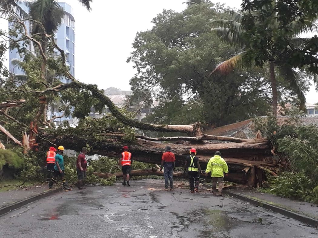 Cyclone Harold fells a giant tree