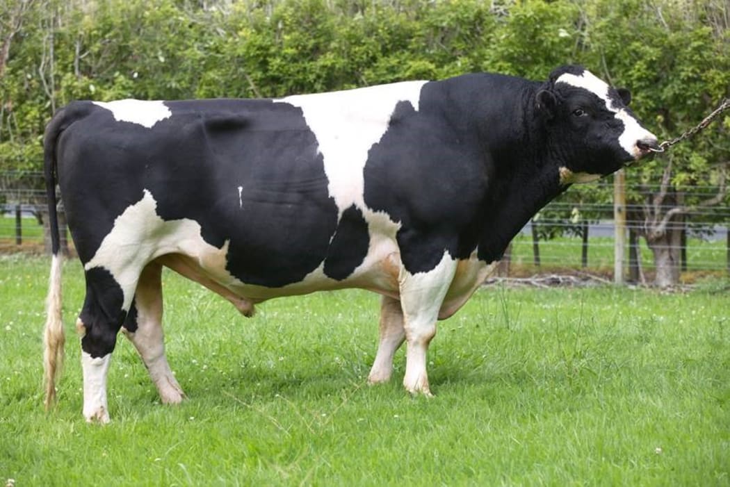 Beamer has fathered more than 170,000 dairy cows.