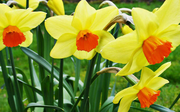 Symbolic Welsh flower, the daffodil