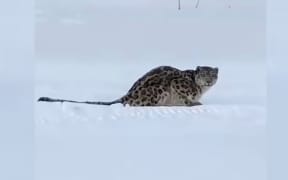 This still frame from a video shows the snow leopard that attacked a tourist in China's northwest Xinjiang region.