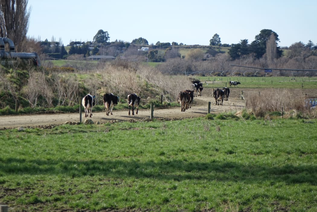 North Otago dairy farming around the infected farm.