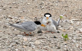 Dinner time! A doting parent offers its chick a freshly caught fish.