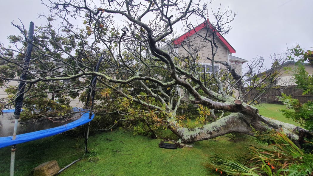 Fallen tree at Te Kere Davey's home in Hawera.