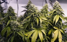 When police raided one of Nga Thanh Phan's properties, they found a garage and all six rooms on the upper floor being used to grow cannabis.