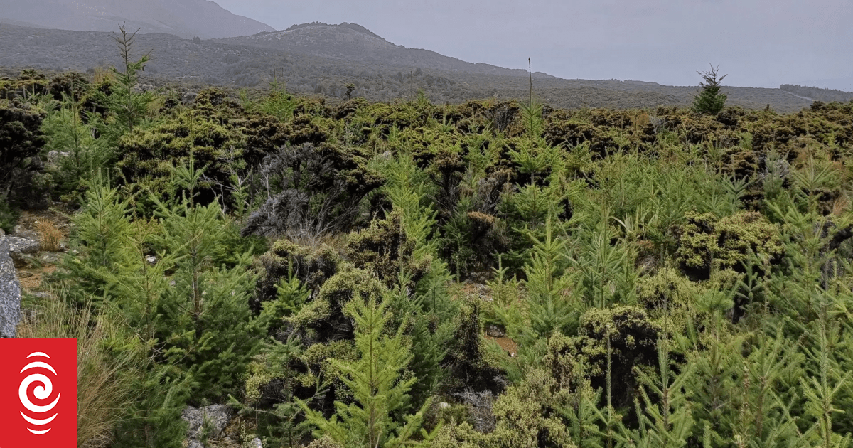 Concern mounts over Southland wilding pine threat