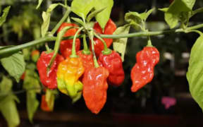 Bongo chillies are described as having an intense fiery heat.