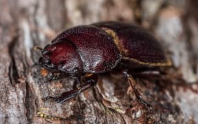 Chatham Islands stag beetle
