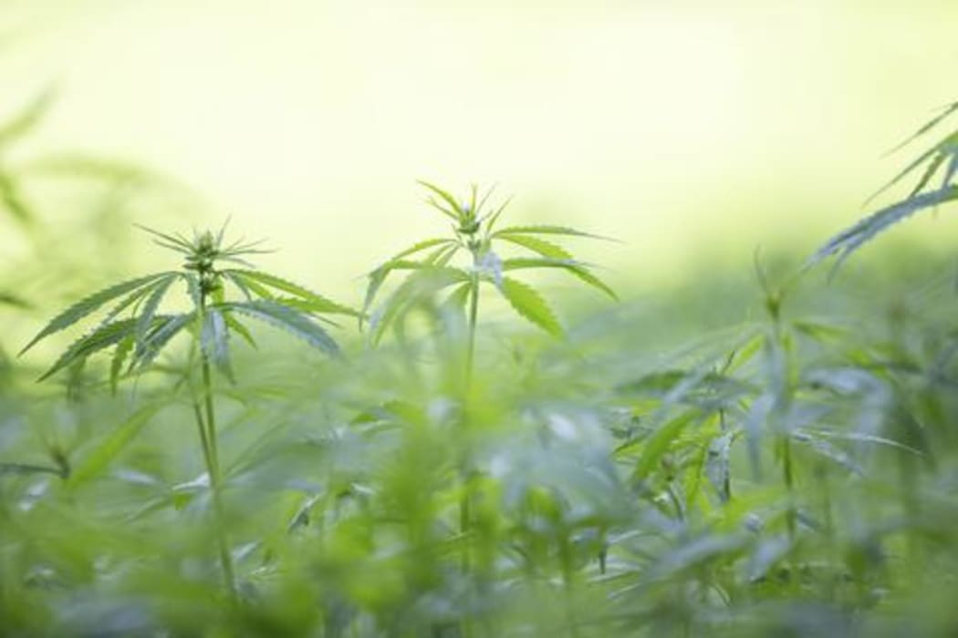 True Leaf Pet has entered into a deal with a Christchurch company, to distribute its hemp-branded pet chews.